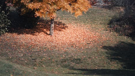 A-bright-carpet-of-the-fallen-leaves-on-the-green-grass-under-the-tree