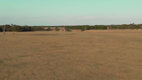 4k-Aerial-group-of-kangaroos-in-a-field-Drone-jib-down-+-dolly-in