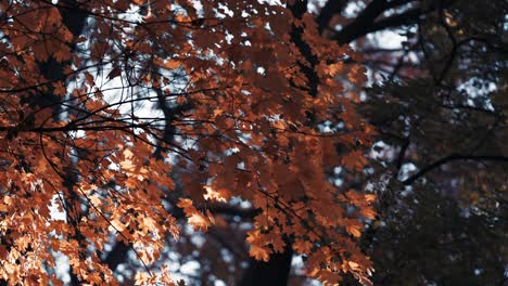 A-close-up-of-the-bright-maple-leaves-in-the-autumn-forest