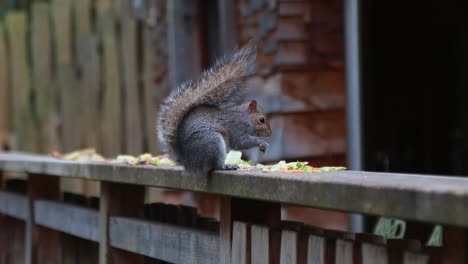 Eine-Nahaufnahme-Von-Zwei-Eichhörnchen,-Die-Zusammen-Essensreste-Essen