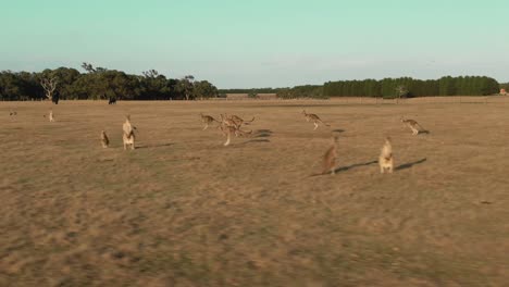 4k-Aerial-group-of-kangaroos-running-in-a-field-Drone-tracking-shot
