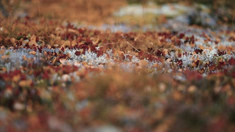 A-close-up-of-the-colorful-moss-and-lichen-covering-the-ground-in-the-Norwegian-tundra