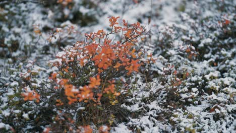 The-light-first-snow-covers-the-colorful-leaves-on-blueberry-bushes-and-withered-grass-in-the-tundra