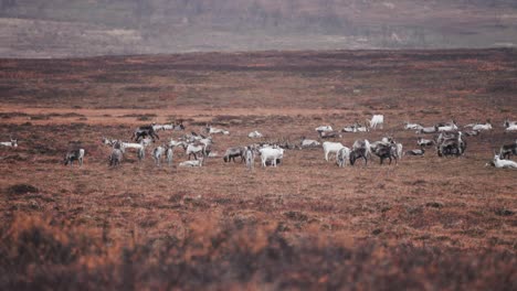 A-herd-of-reindeer-on-the-Stokkedalen-plateau