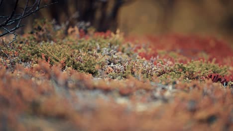 A-close-up-of-colorful-moss-and-lichen-in-the-autumn-tundra