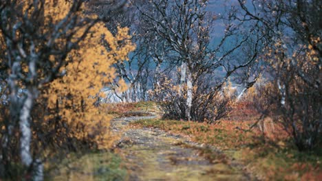 Zwischen-Den-Knorrigen-Birken,-Die-Mit-Buntem-Herbstlaub-Bedeckt-Sind,-Verläuft-Ein-Pfad