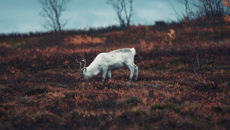 Pale-grey-reindeer-grazing-in-the-autumn-tundra