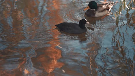 A-coot-and-a-mallard-duck-male-pass-each-other