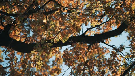 Bright-autumn-leaves-backlit-by-the-sun-on-the-thick-tangled-branches-in-the-crown-of-an-old-oak