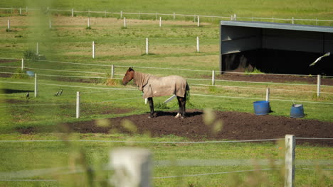 4K-Horse-resting-in-paddock