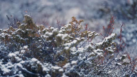La-Primera-Nieve-Cubre-Los-Arbustos-Y-La-Hierba-En-La-Tundra