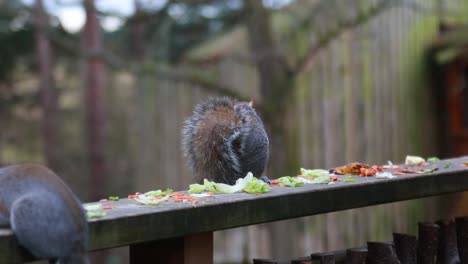 A-close-up-of-a-squirrel-eating-some-leftover-food-3