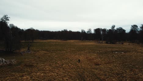 Aerial-view-of-a-girl-walking-alone-in-dyrehaven-deer-park-in-Copenhagen,-Denmark