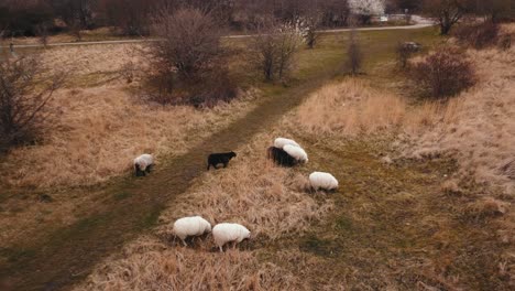 Aerial-view-of-the-sheep-feeding-in-Sydhavnstippen,-Copenhagen,-Denmark-dry-savanna