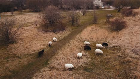 Flock-of-sheep-feeding-dry-grass