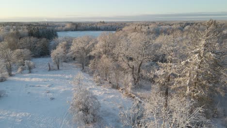 Aerial-view-over-a-beautiful-snowy-landscape-on-a-sunny-day-in-Karlskrona,-south-of-Sweden-with-lots-of-trees-and-pine