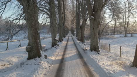 Flying-over-a-picturesque-road-through-many-old-oaktrees-in-a-beautiful-snowy-landscape-in-Karlskrona,-south-of-Sweden