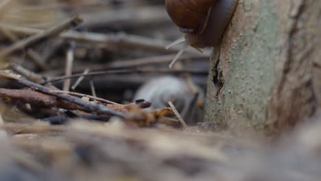Close-up-timelapse-of-a-snail-crawling-on-the-stam-of-a-tree-2