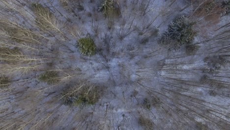 Wald-Im-Winter.-Luftaufnahme-Von-Oben-Nach-Unten