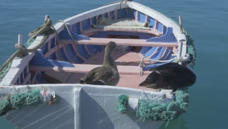 Zwei-Enten-Auf-Einem-Boot-In-Marsaxlokk,-Malta