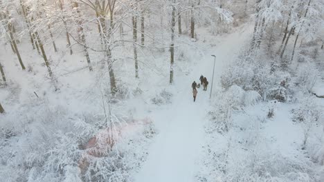 Aerial-view-over-beautiful-snowy-landscape-in-the-woods-with-people-walking-on-the-trails-with-a-toddler-in-Karlskrona,-Sweden