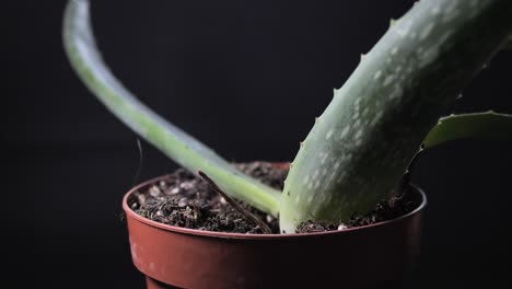 Aloe-Vera-plant-in-a-pot-for-skincare-treatment-and-home-remedies