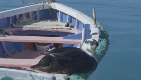 Duck-on-a-Boat-at-Marsaxlokk,-Malta