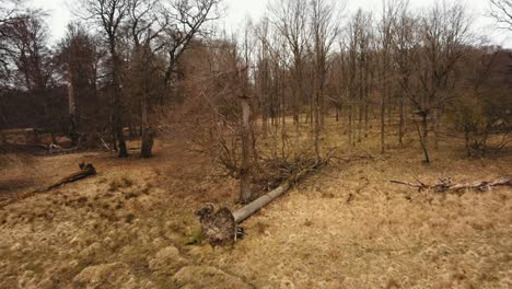 árbol-Caído-En-El-Parque-De-Los-Ciervos-De-Copenhague