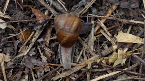 Close-up-timelapse-of-a-snail-crawling-on-the-leaf-litter