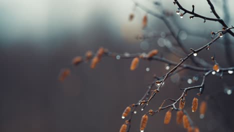 Thin-black-birch-tree-branches-are-beaded-by-raindrops-on-blurry-background
