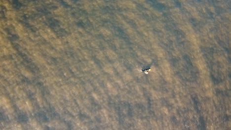Drone-landscape-scenic-aerial-shot-of-surfer-paddling-across-ocean-channel-in-murky-gloomy-water-Pacific-Ocean-Central-Coast-NSW-Australia-4K