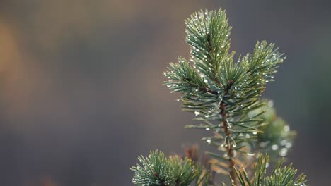 A-close-up-of-the-top-of-the-young-pine-tree