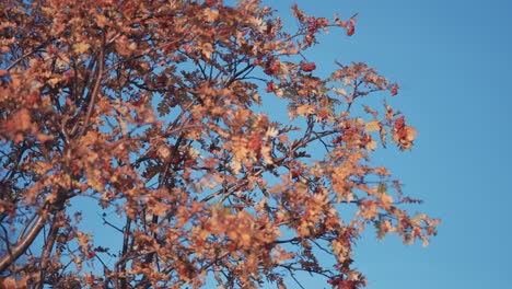 A-close-up-of-the-rowan-tree-with-bright-leaves-and-berries