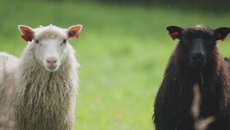 Zwei-Schafe-Stehen-Mit-Neugierigen-Blicken-Auf-Der-Sattgrünen-Wiese