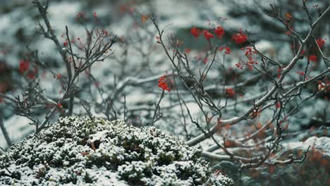 The-fresh-first-snow-sprinkled-over-the-rowan-tree-and-withered-grass-in-the-tundra