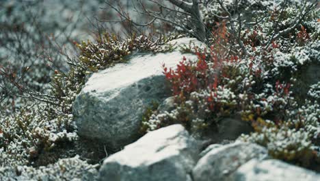 Der-Frische-Erste-Schnee-Bedeckt-Die-Steinbüsche-Und-Das-Verwelkte-Gras-An-Den-Ufern-Des-Kleinen-Baches