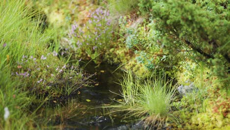 A-close-up-shot-of-the-small-shallow-stream-flows-surrounded-by-lush-vegetation
