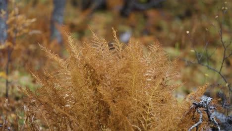 Rusty-ferns-in-the-dense-forest-undergrowth