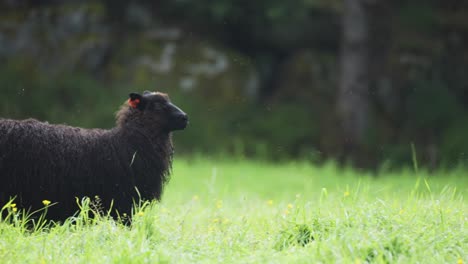 A-close-up-shot-of-the-black-woolly-shep-walking-on-the-lush-green-meadow