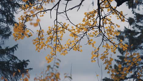 A-close-up-shot-of-the-bright-leaves-of-the-birch-tree