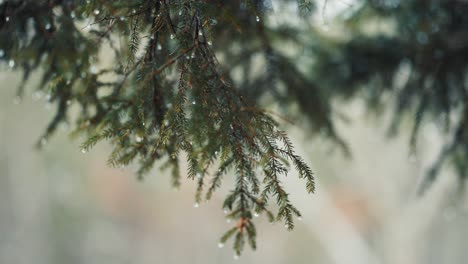 A-close-up-of-the-pine-tree-branches