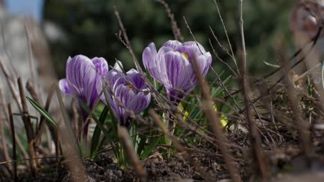 Timelapse-of-a-beautiful-Crocus-blossoming-in-the-garden-2