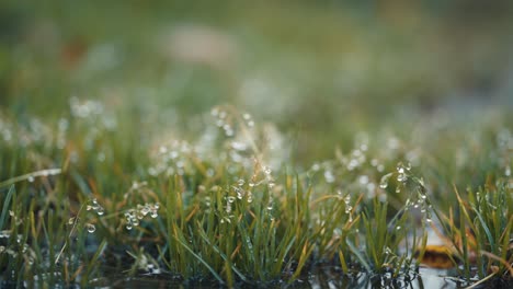 A-macro-shot-of-green-grass-beaded-with-dewdrops