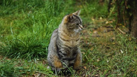 Graue-Katze,-Die-Im-Gras-Sitzt-Und-Sich-Umschaut