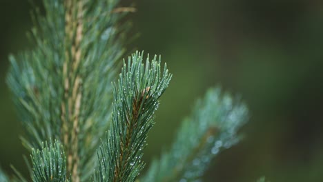 A-close-up-shot-of-the-young-pine-tree