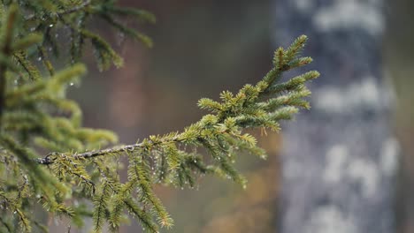 A-close-up-of-the-pine-tree