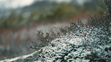 The-fresh-first-snow-sprinkled-over-the-blueberry-bushes-and-withered-grass-in-the-tundra