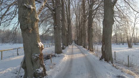 Flying-over-a-picturesque-road-through-many-old-oaktrees-in-a-beautiful-snowy-landscape-in-Karlskrona,-south-of-Sweden-1