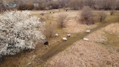 Luftdrohnenansicht-Der-Herden-Der-Schaffütterung