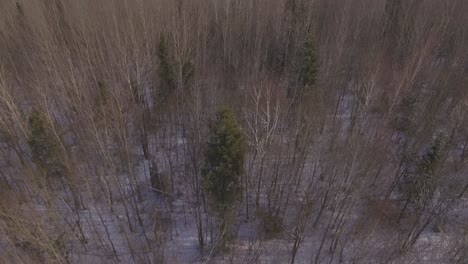 Bosque-En-Invierno-1